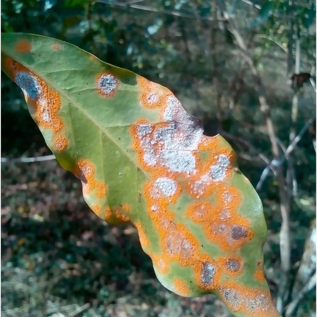 咖啡資訊 | 咖啡價格或許能穩(wěn)??？咖啡豆防疫戰(zhàn)的新療法