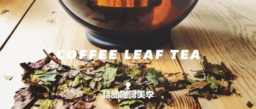 依舊禁止咖啡果皮茶銷售的歐洲，卻開始流行喝咖啡葉茶了！
