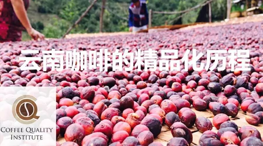 【CQI咖啡報告】云南咖啡種植現(xiàn)狀以及精品化的未來