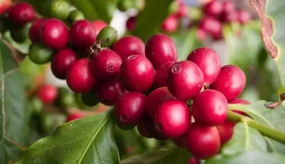 云南咖啡印象—彩云之南，咖啡飄香