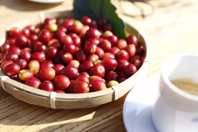 權(quán)威解讀咖啡農(nóng)業(yè)、病理與蟲(chóng)害—世界咖啡科學(xué)大會(huì)