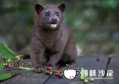 命運(yùn)多舛的印度尼西亞咖啡