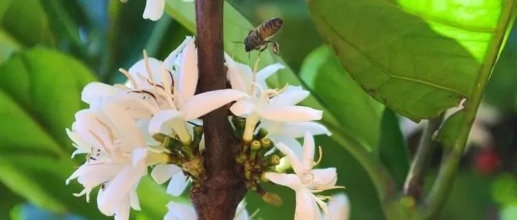 你喝過咖啡花茶嗎？比競標(biāo)瑰夏還搶手！