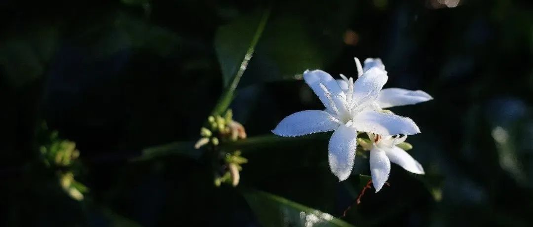 花香型手沖豆 折搶>媲美瑰夏喝愛上